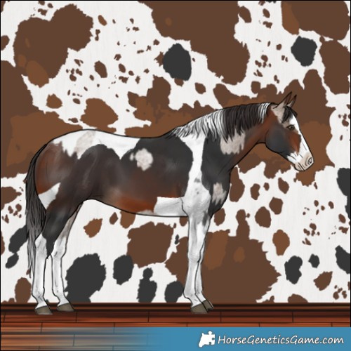 Horse Color:Liver Red Dun Roan Splash Tobiano and Bay Splash Tobiano