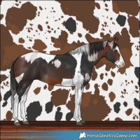 Horse Color:Liver Red Dun Roan Splash Tobiano  and Bay Splash Tobiano 