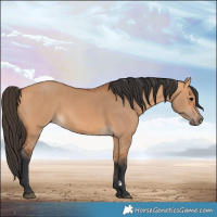 Horse Color:Bay Dun