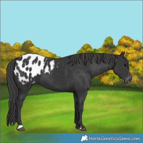 Horse Color:Black Blanket