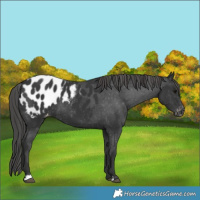 Horse Color:Black Blanket