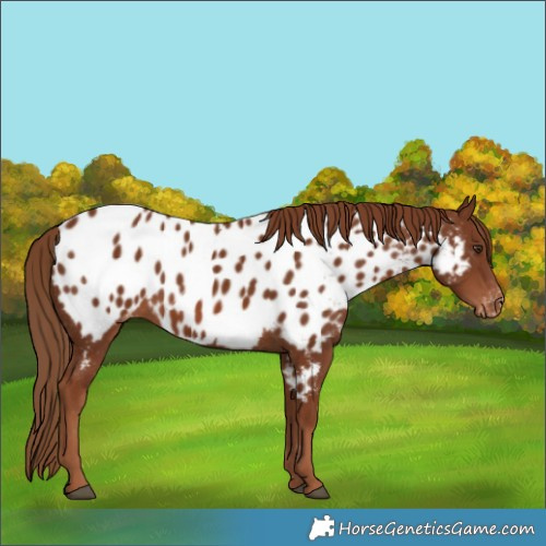 Horse Color:Chestnut Near Leopard 