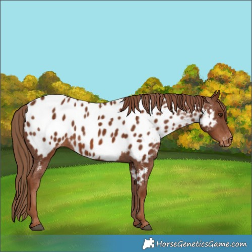 Horse Color:Chestnut Near Leopard 