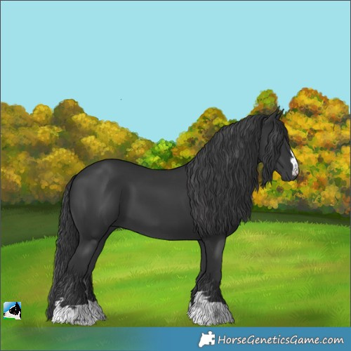 Horse Color:Black 