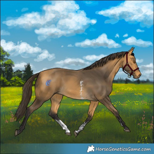 Horse Color:Buckskin Sabino 