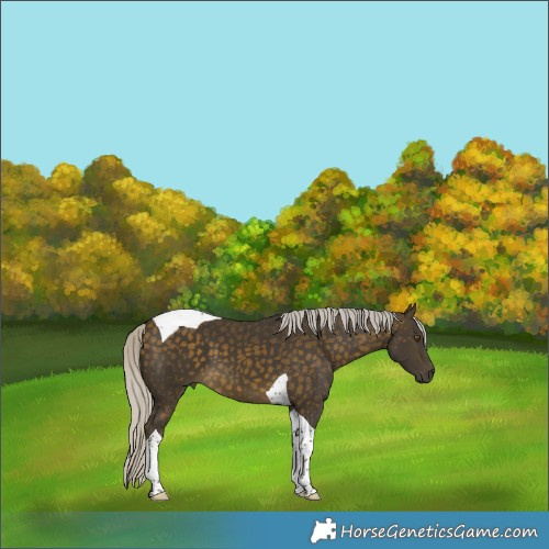 Horse Color:Silver Buckskin Tobiano