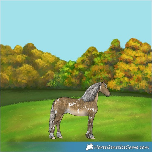Horse Color:White Spotted Silver Buckskin Dun