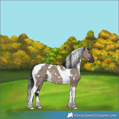 Horse Color:White Spotted Brown Dun Tobiano Rabicano