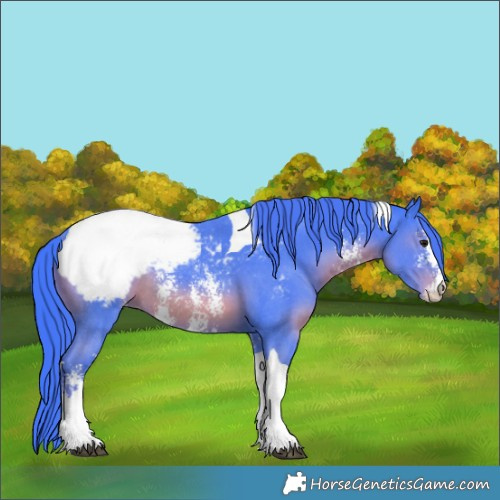 Horse Color:Watercolor Black Sabino Tobiano Appaloosa Rabicano 