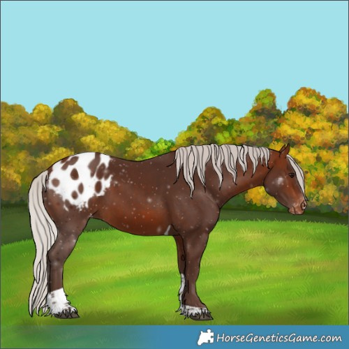Horse Color:Silver Bay Tobiano Appaloosa