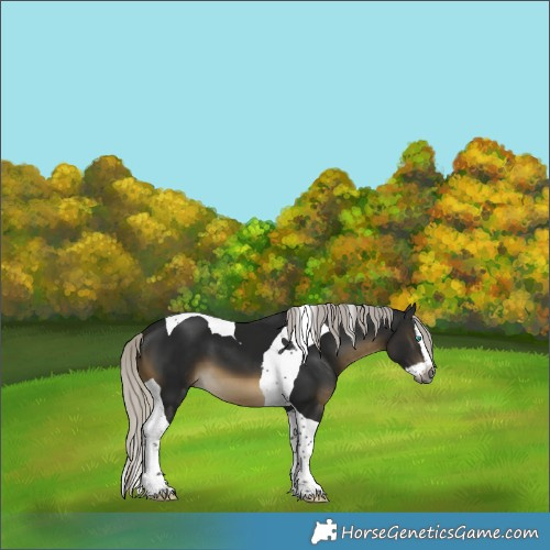 Horse Color:Gray Silver Buckskin Splash Tobiano