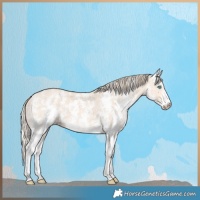 Horse Color:Perlino Sabino 