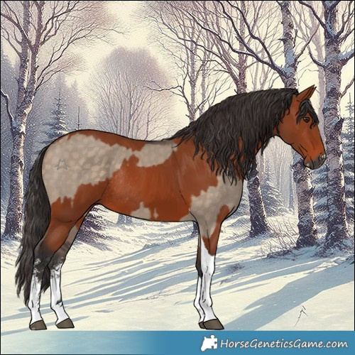 Horse Color:Silver Brown Dun Sabino Rabicano  and Bay Tobiano Rabicano 