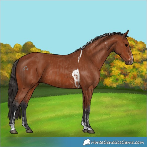 Horse Color:Bay Sabino Rabicano  and Bay Tobiano Rabicano 