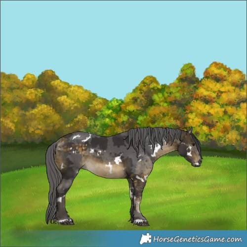 Horse Color:White Spotted Buckskin Merle