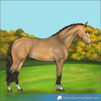 Horse Color:Buckskin