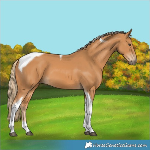 Horse Color:Chestnut Tobiano 