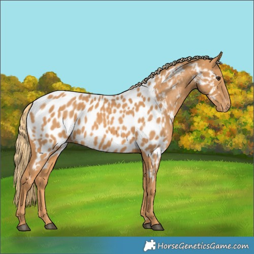 Horse Color:Chestnut Appaloosa 