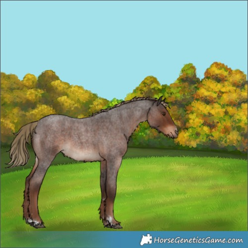Horse Color:Liver Red Roan 