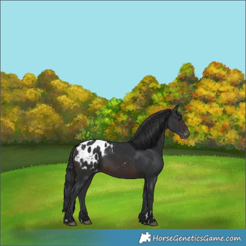 Horse Color:Brown Blanket