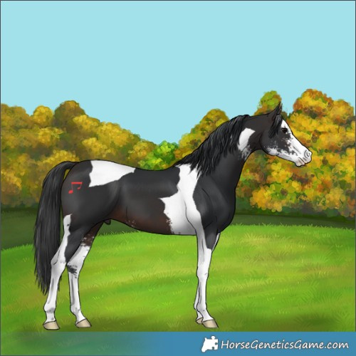 Horse Color:Brown Sabino Tobiano 