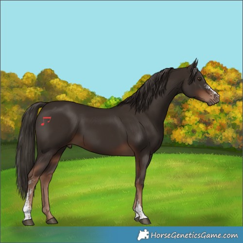 Horse Color:Liver Chestnut Sabino 