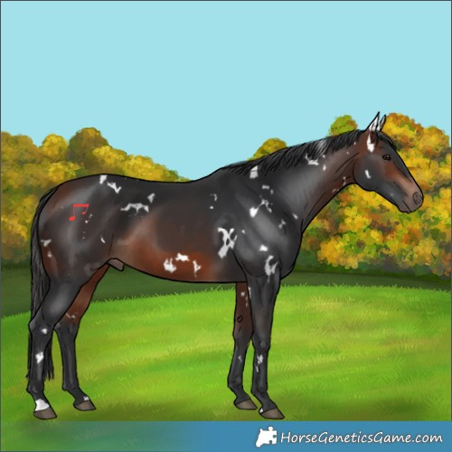 Horse Color:White Spotted Bay