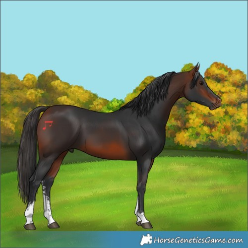 Horse Color:Bay Sabino 
