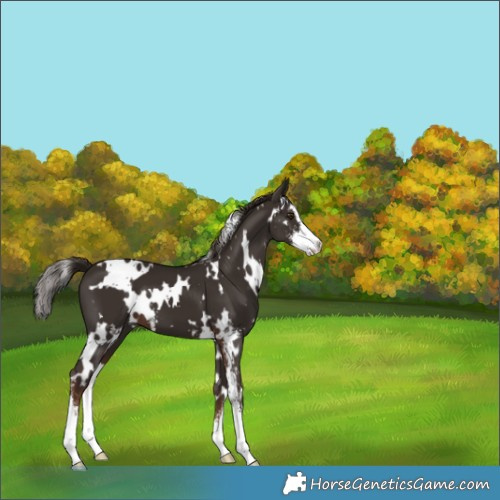 Horse Color:White Spotted Liver Chestnut Sabino 