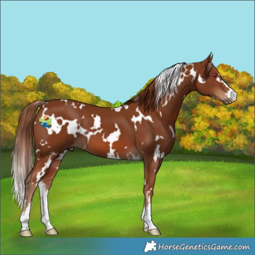 Horse Color:White Spotted Chestnut