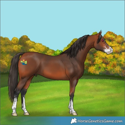 Horse Color:Bay Sabino