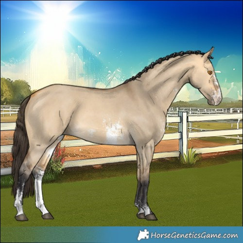 Horse Color:Buckskin Dun Sabino 