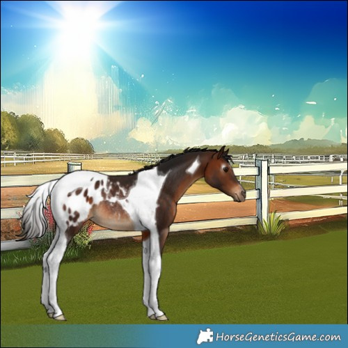 Horse Color:Gray Bay Tobiano Appaloosa Rabicano 