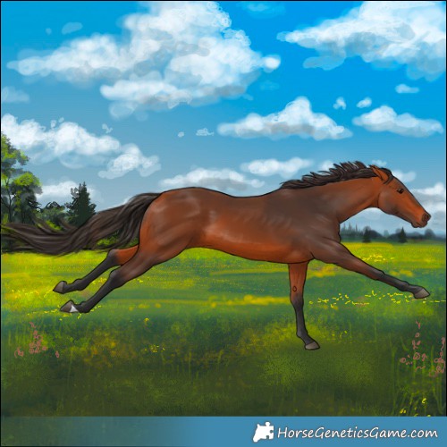 Horse Color:Bay 