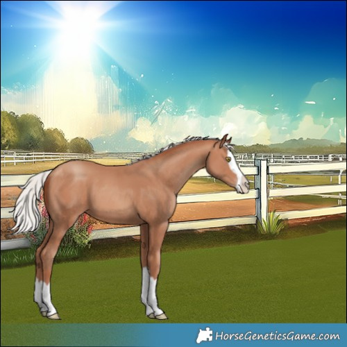 Horse Color:Silver Sable Champagne Splash