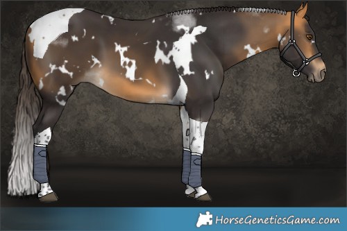 Horse Color:White Spotted Buckskin Tobiano