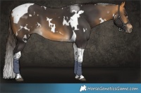 Horse Color:White Spotted Buckskin Tobiano