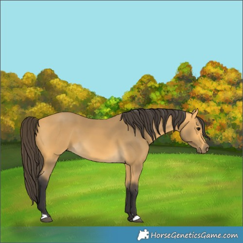 Horse Color:Buckskin 
