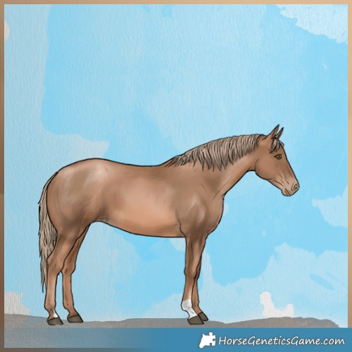 Horse Color:Liver Chestnut Pearl 