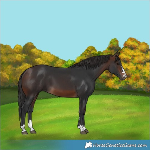 Horse Color:Brown