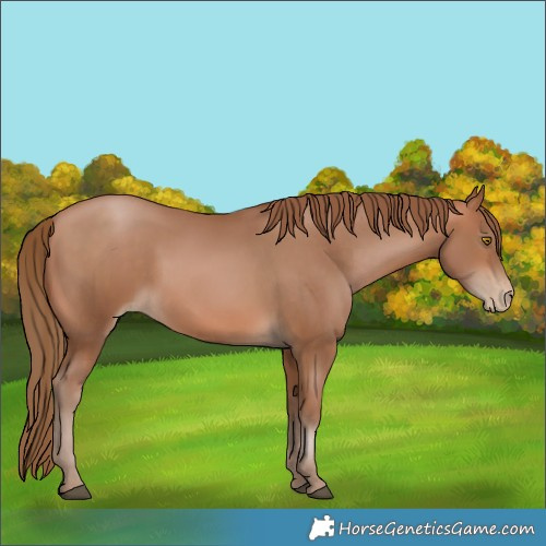 Horse Color:Brown Pearl