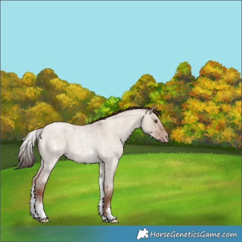 Horse Color:White Spotted Classic Champagne Roan Dun