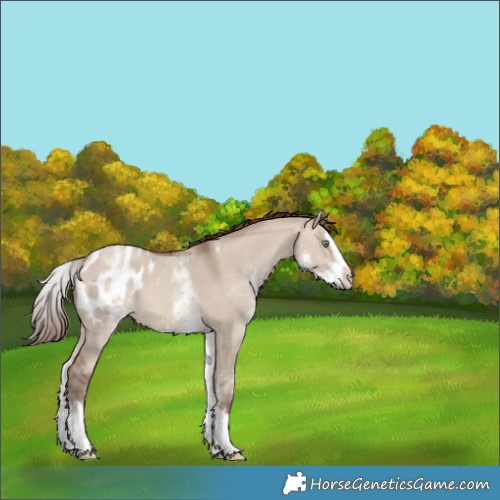 Horse Color:White Spotted Sable Champagne Dun Splash Appaloosa 
