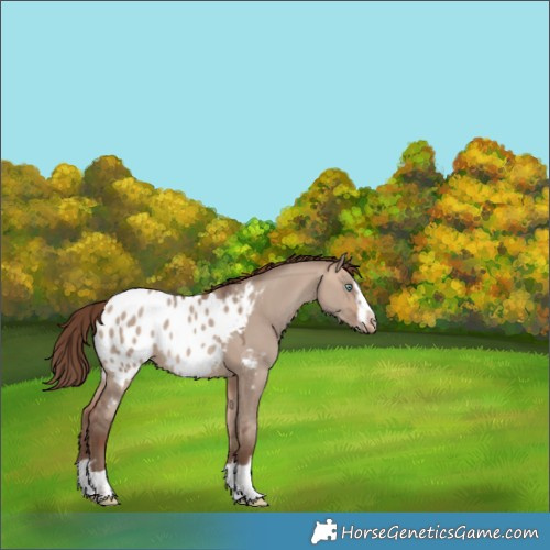Horse Color:Sable Champagne Dun Splash Frame Appaloosa