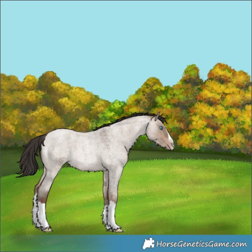 Horse Color:Sable Champagne Roan Dun Splash