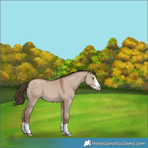 Horse Color:Classic Champagne Dun Splash