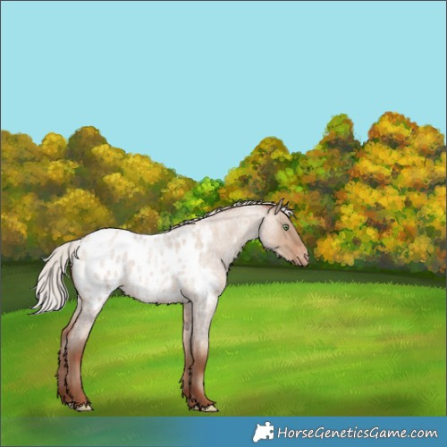 Horse Color:Silver Sable Champagne Roan Dun Appaloosa 