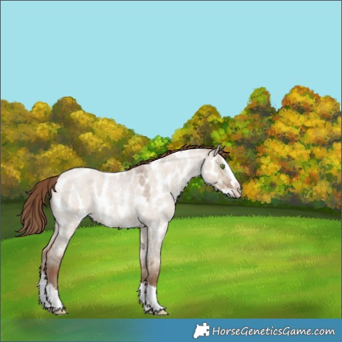 Horse Color:Classic Champagne Roan Dun Splash Appaloosa