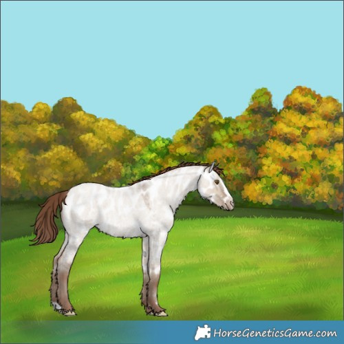 Horse Color:Classic Champagne Roan Dun Splash Appaloosa 
