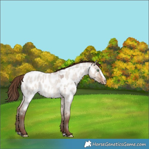 Horse Color:Sable Champagne Roan Dun Splash Appaloosa